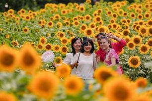 北京奥森百亩向日葵进入盛花期 引游客打卡观赏