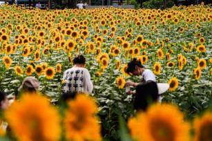北京奥森百亩向日葵进入盛花期 引游客打卡观赏