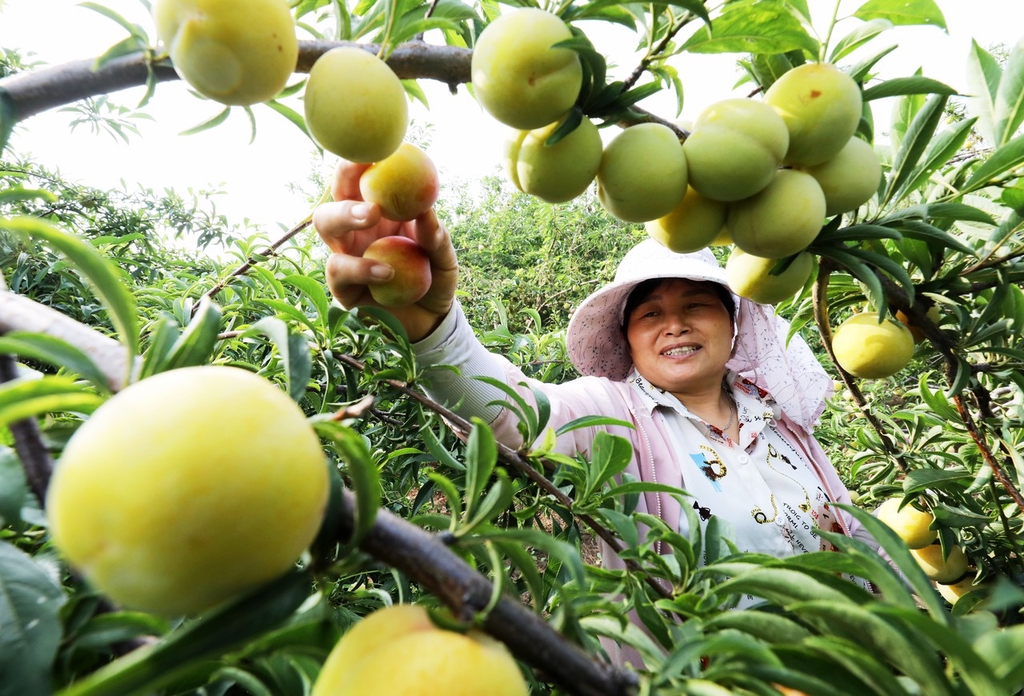 小暑节气 夏令水果蔬菜丰收忙