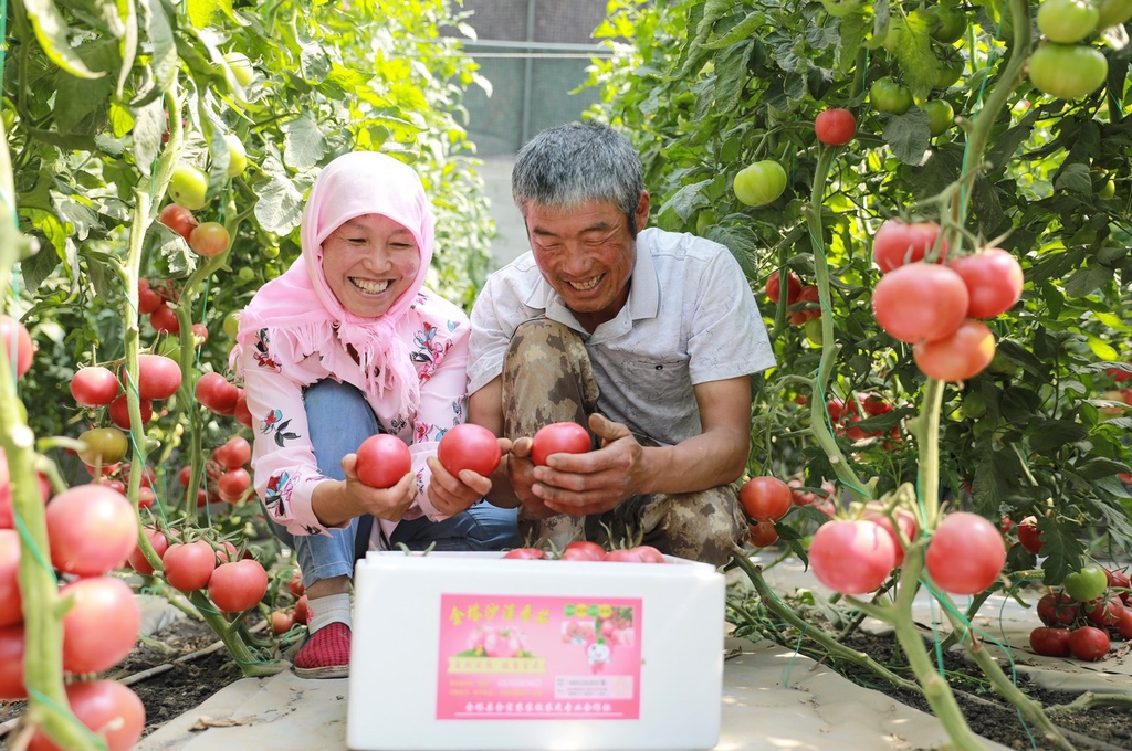 小暑节气 夏令水果蔬菜丰收忙