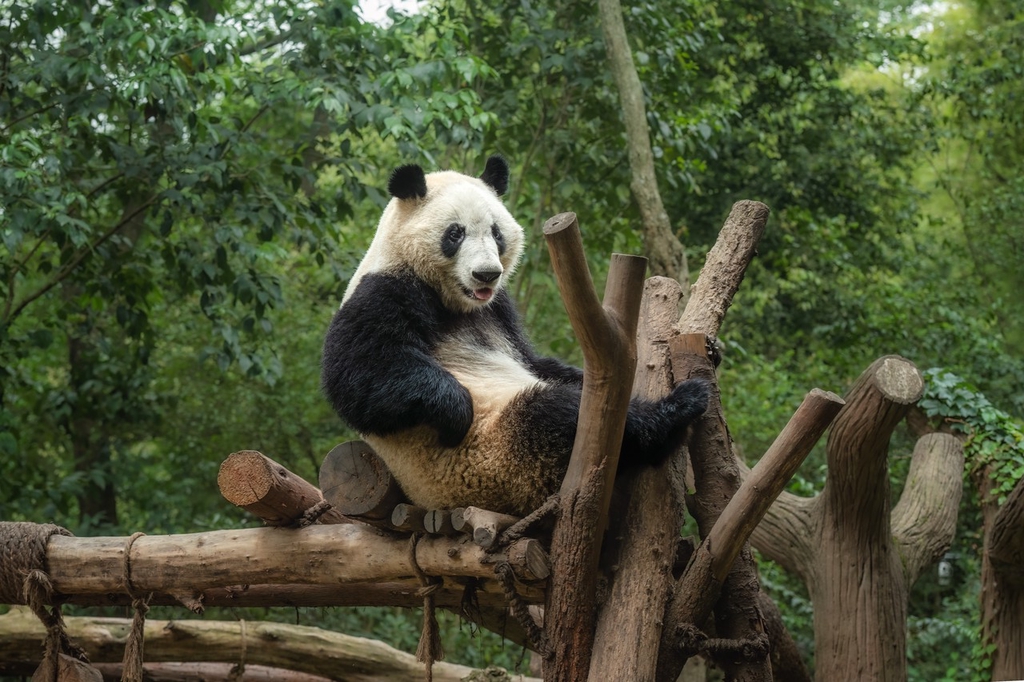 四川成都：大熊猫龙凤胎姐弟萌态十足惹人爱