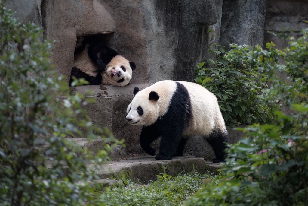 四川成都：大熊猫龙凤胎姐弟萌态十足惹人爱
