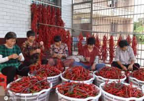 湖南双峰：红辣椒喜丰收 助力乡村振兴