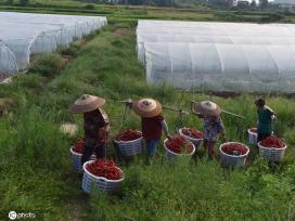 湖南双峰：红辣椒喜丰收 助力乡村振兴