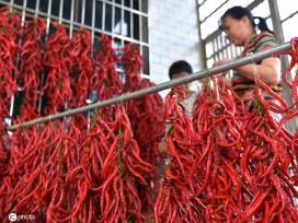 湖南双峰：红辣椒喜丰收 助力乡村振兴