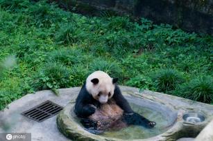 重庆大熊猫泡澡降温 憨态可掬