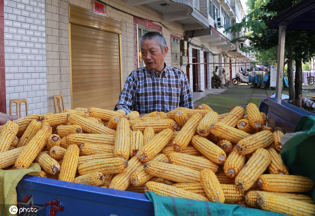 湖北安陆玉米丰收 农民劳动忙