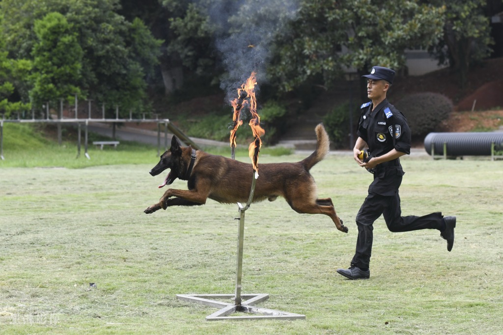 长沙民警开展夏日警犬训练