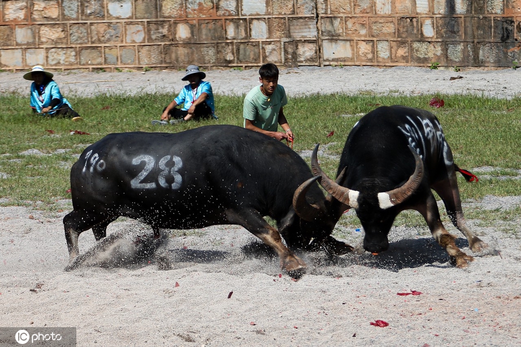 云南昆明“牛王争霸赛”火爆上演