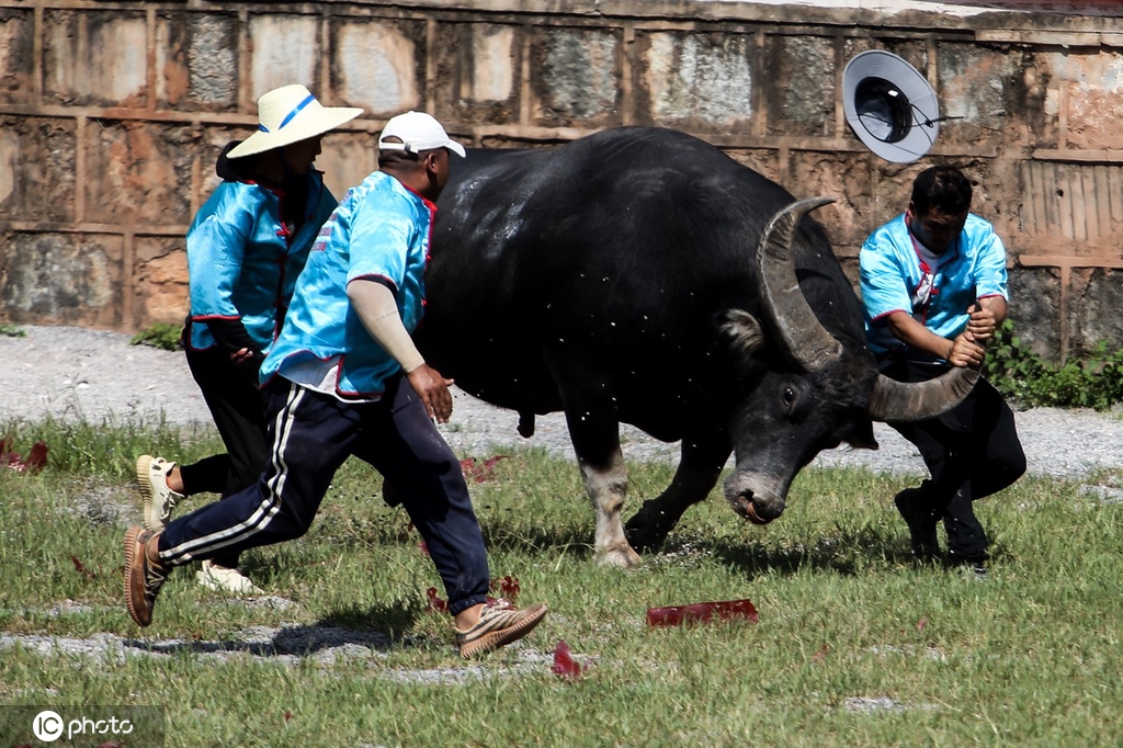 云南昆明“牛王争霸赛”火爆上演