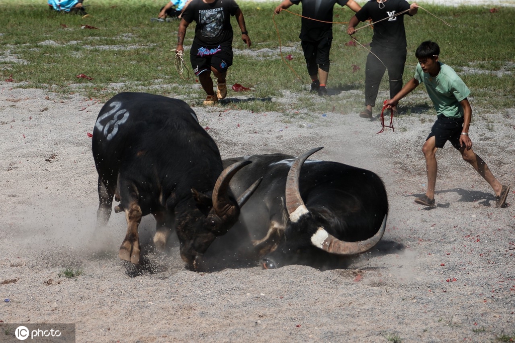 云南昆明“牛王争霸赛”火爆上演