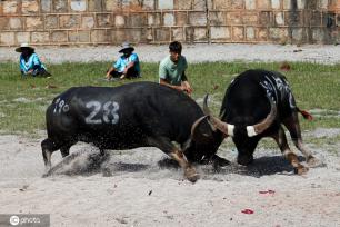 云南昆明“牛王争霸赛”火爆上演