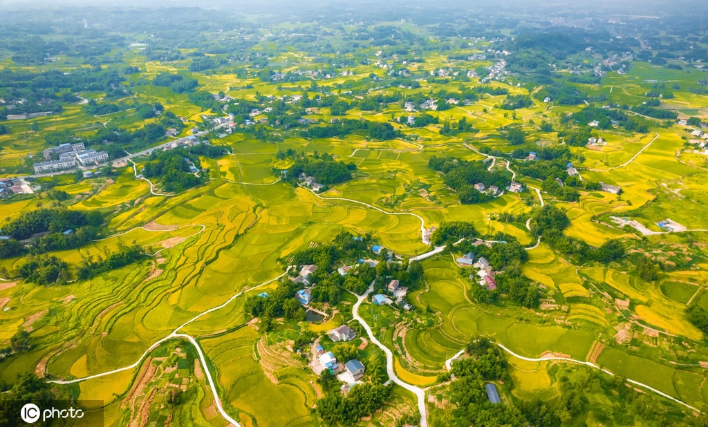 重庆梁平：大地铺金 秋色如画