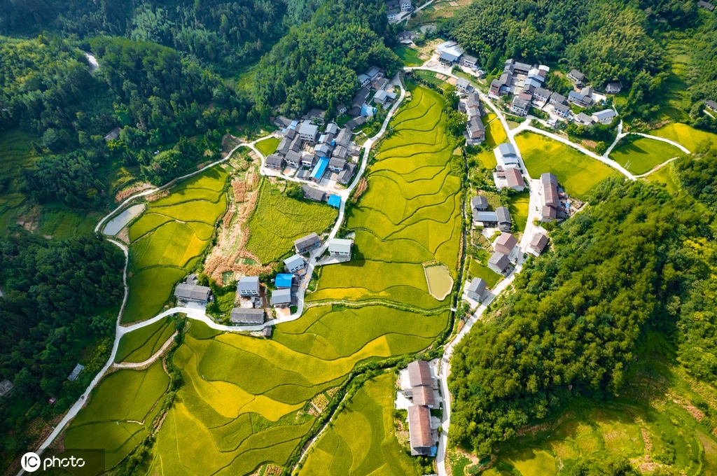 重庆梁平：大地铺金 秋色如画