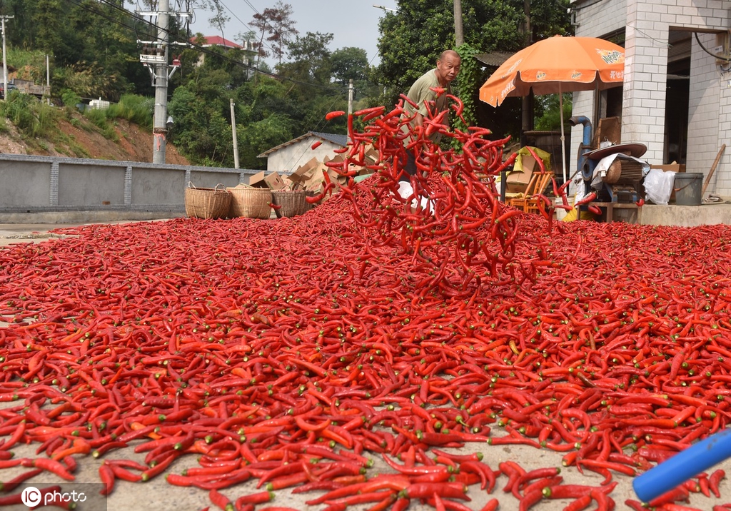 湖南双峰辣椒迎来收获季 农民日子更红火