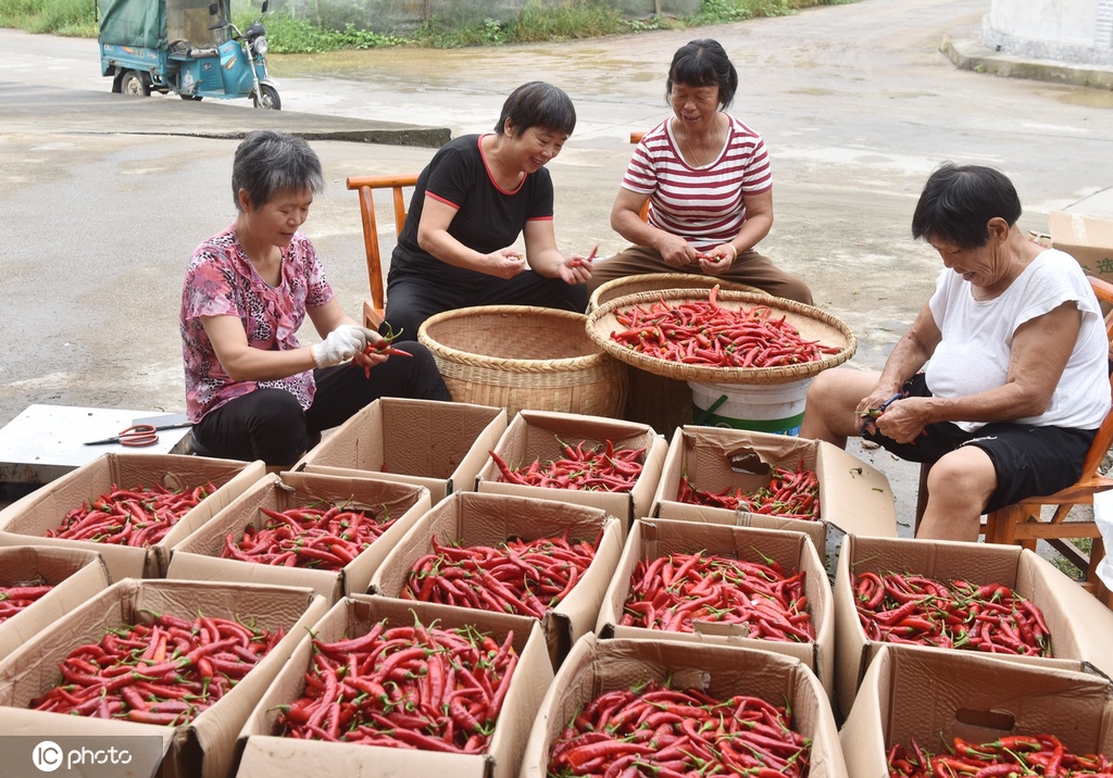 湖南双峰辣椒迎来收获季 农民日子更红火