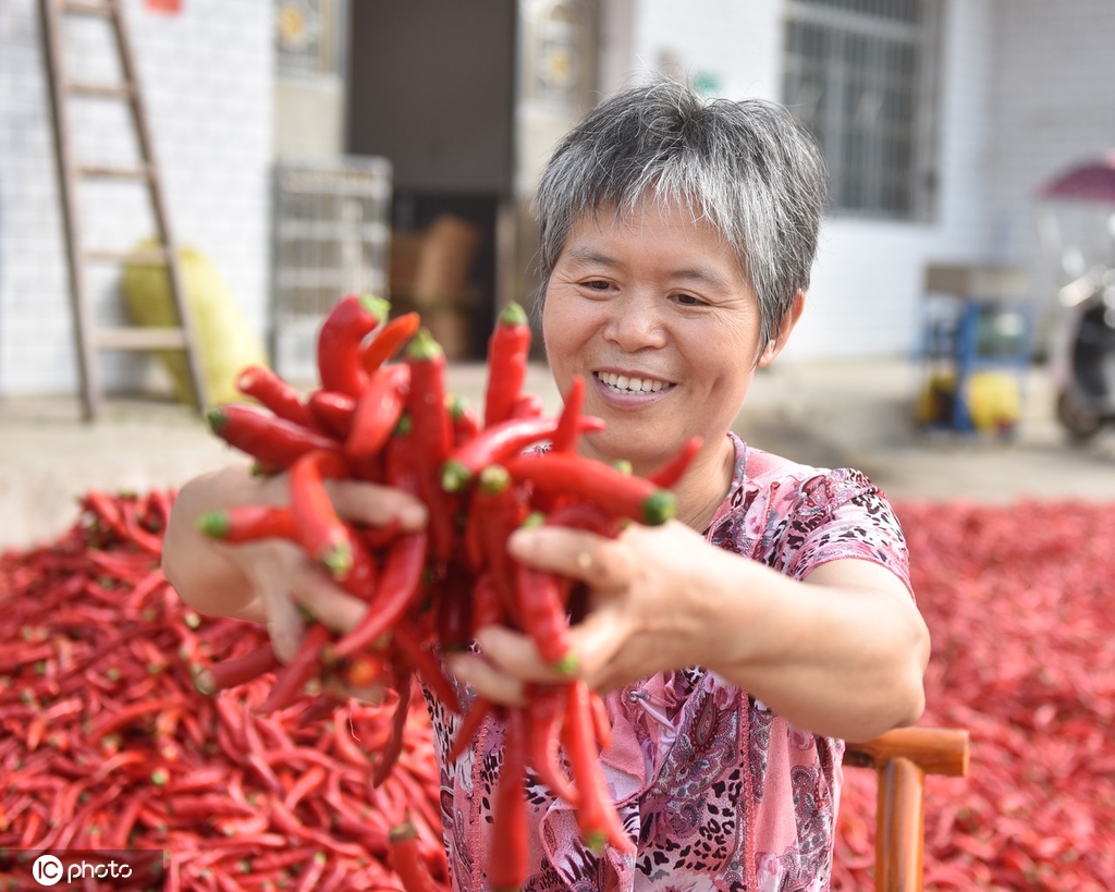 湖南双峰辣椒迎来收获季 农民日子更红火