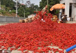 湖南双峰辣椒迎来收获季 农民日子更红火