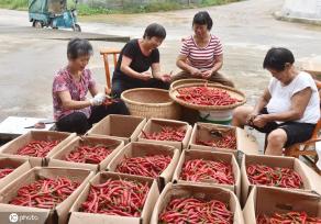 湖南双峰辣椒迎来收获季 农民日子更红火