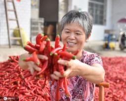 湖南双峰辣椒迎来收获季 农民日子更红火