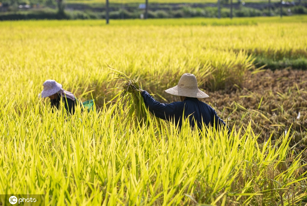 贵州从江水稻丰收 收获忙