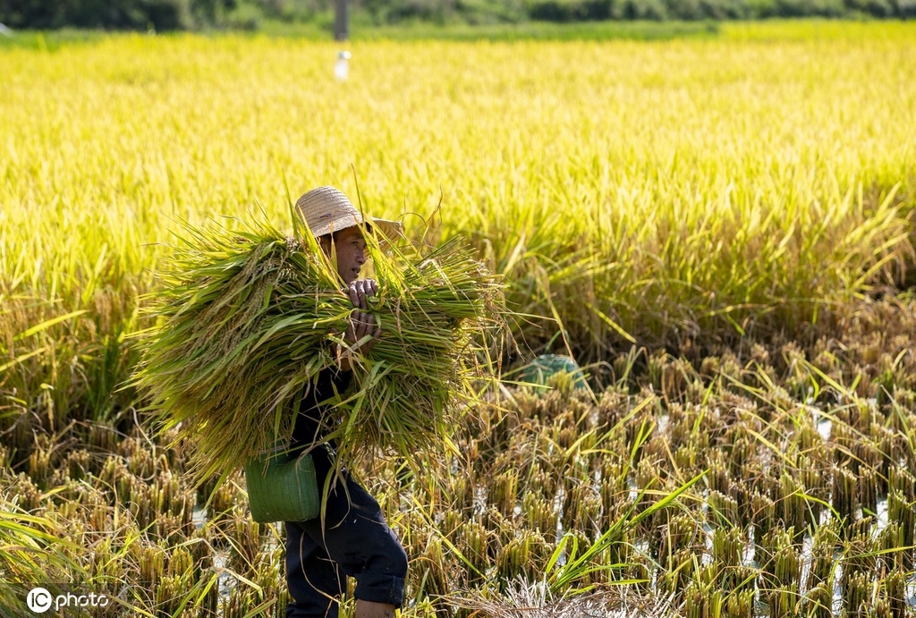 贵州从江水稻丰收 收获忙