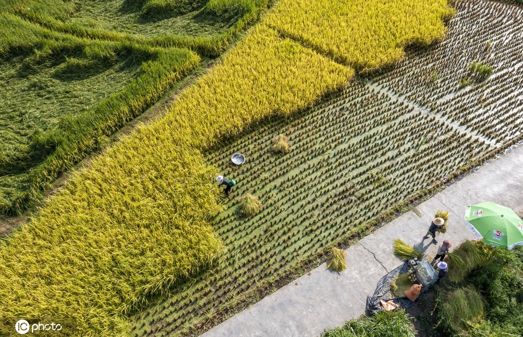 贵州从江水稻丰收 收获忙
