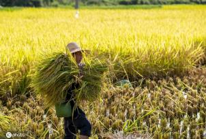 贵州从江水稻丰收 收获忙