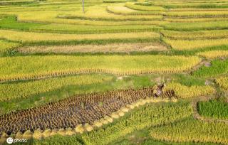 贵州从江水稻丰收 收获忙