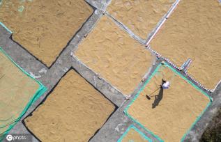 贵州从江水稻丰收 收获忙