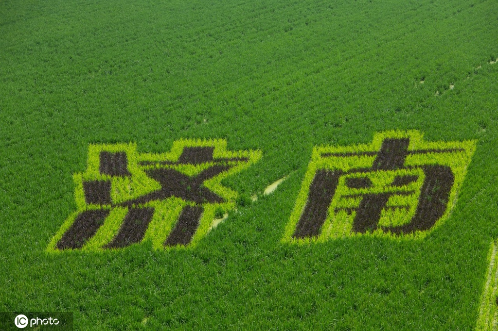 山东济南历城区稻田画走红 引游客打卡拍照