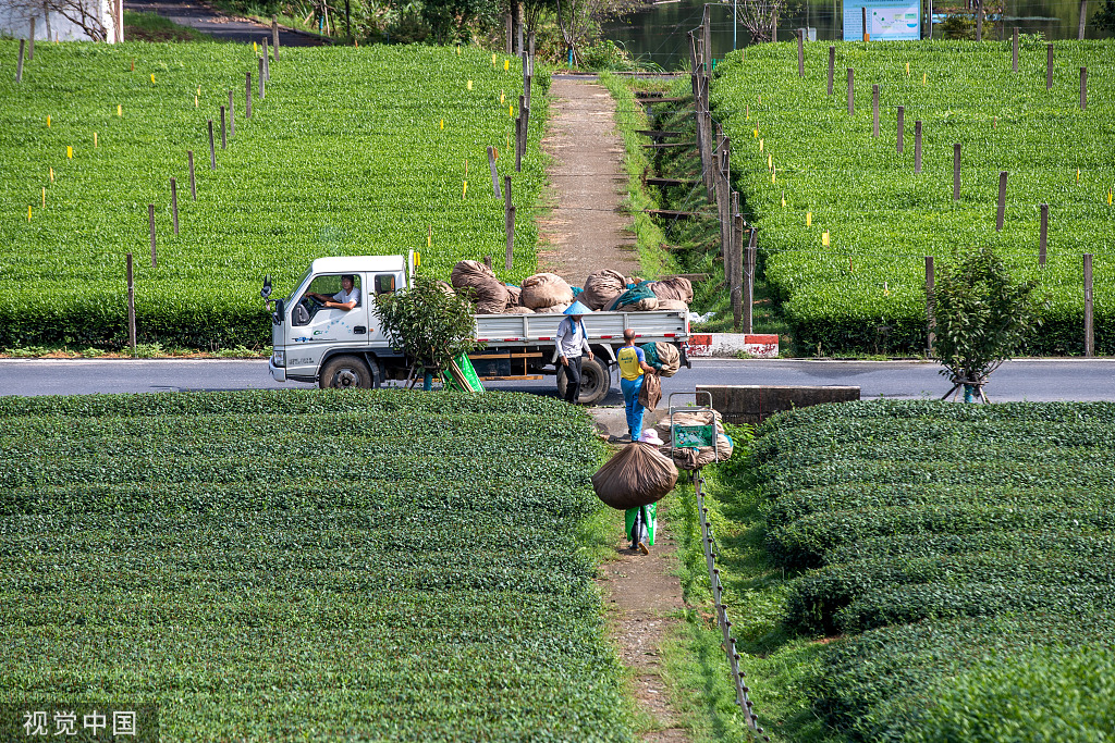 杭州：茶农操作采茶机摘茶叶