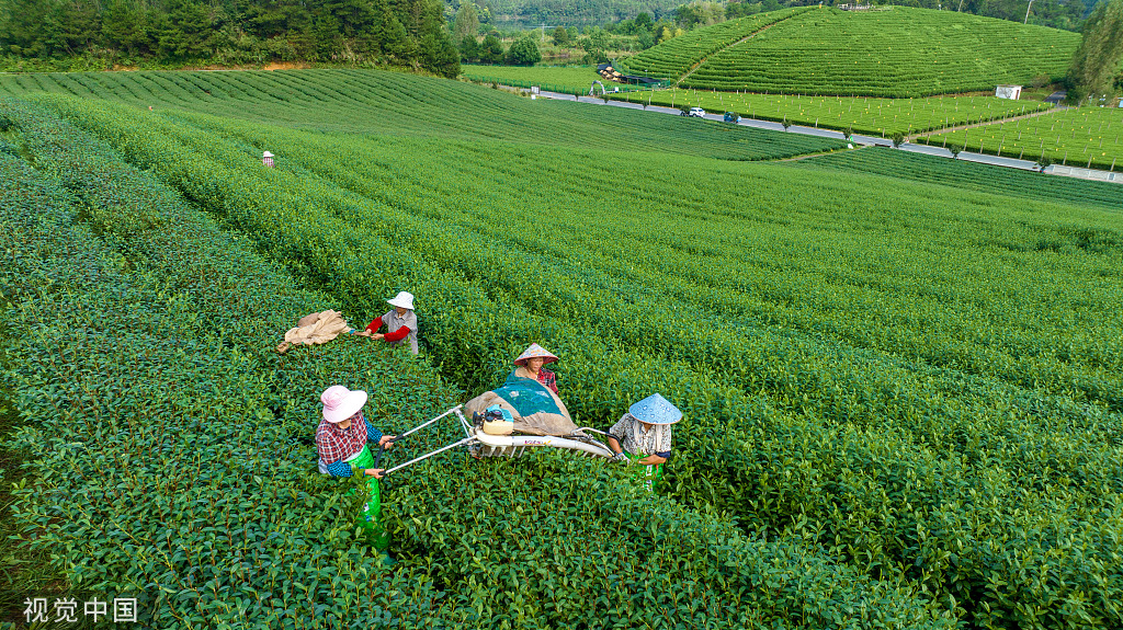 杭州：茶农操作采茶机摘茶叶