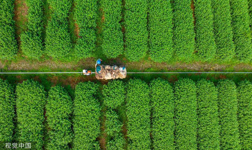 杭州：茶农操作采茶机摘茶叶