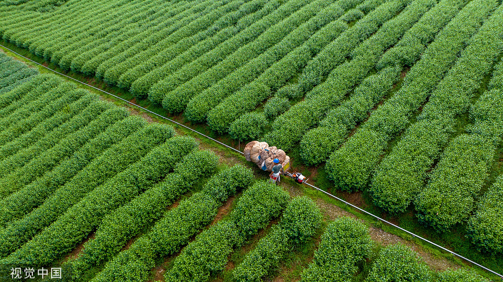 杭州：茶农操作采茶机摘茶叶