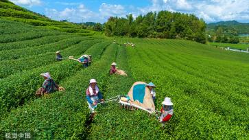 杭州：茶农操作采茶机摘茶叶