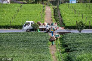 杭州：茶农操作采茶机摘茶叶