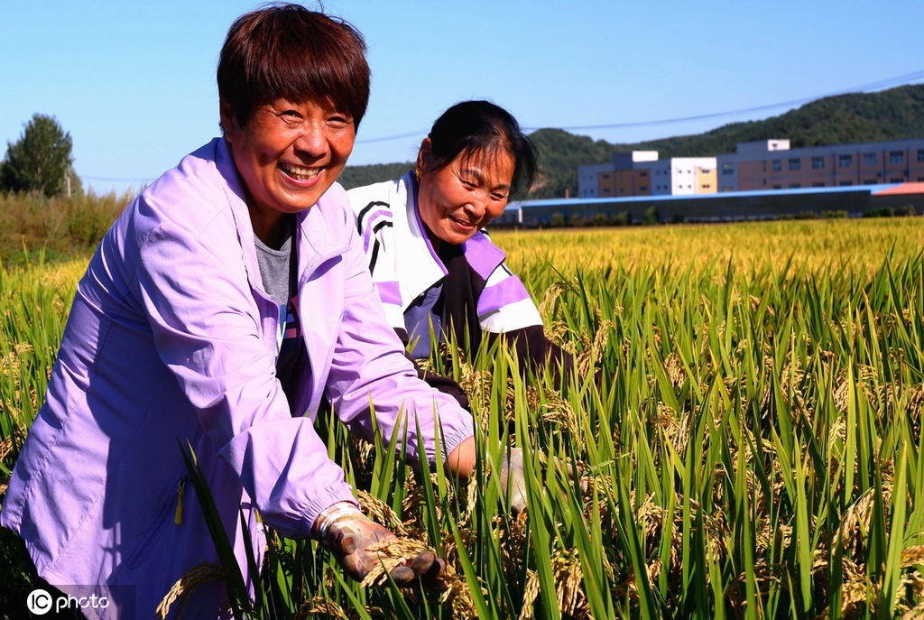 秋收时节 黑龙江哈尔滨田园“丰”光美如画