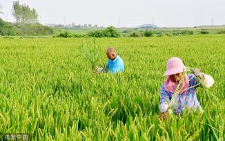 合肥：秋收季到来 农民田间除草