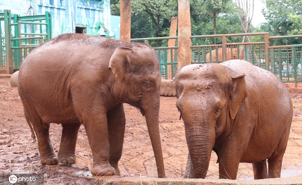 世界动物日:与“动物明星”亚洲象一起欢度国庆