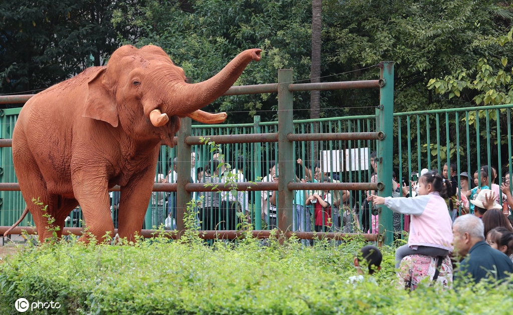 世界动物日:与“动物明星”亚洲象一起欢度国庆