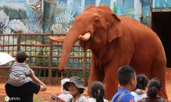 世界动物日:与“动物明星”亚洲象一起欢度国庆