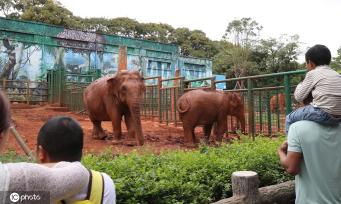 世界动物日:与“动物明星”亚洲象一起欢度国庆