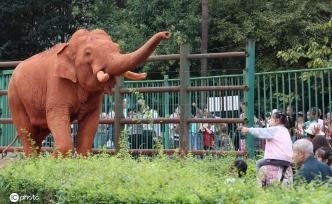 世界动物日:与“动物明星”亚洲象一起欢度国庆