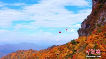 云端上的“油画森林” 陕西龙头山秋意渐浓