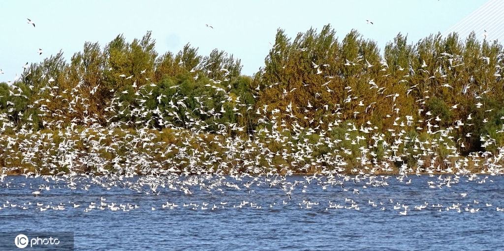 哈尔滨成千上万回迁候鸟飞舞 场面蔚为壮观