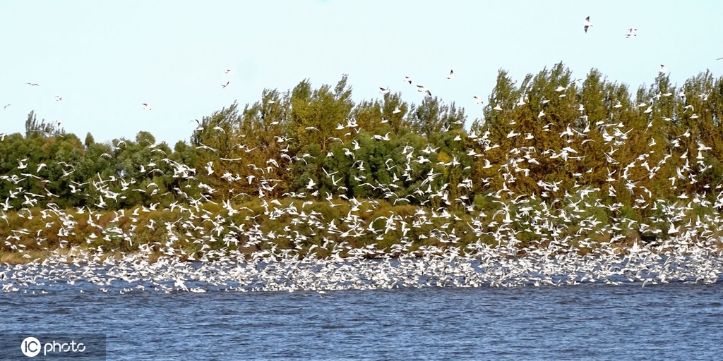 哈尔滨成千上万回迁候鸟飞舞 场面蔚为壮观