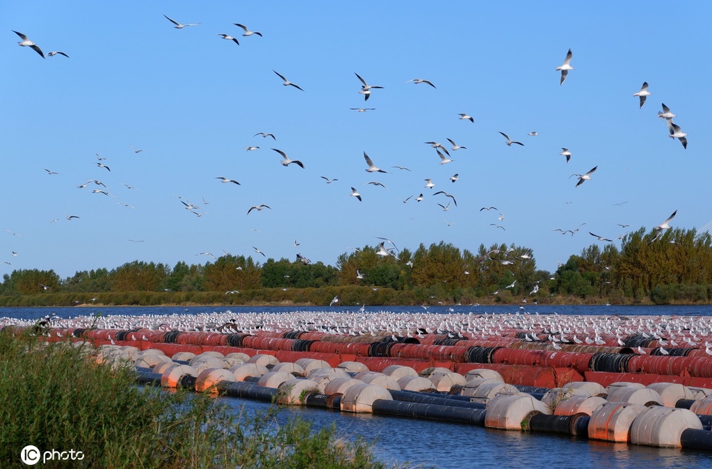 哈尔滨成千上万回迁候鸟飞舞 场面蔚为壮观