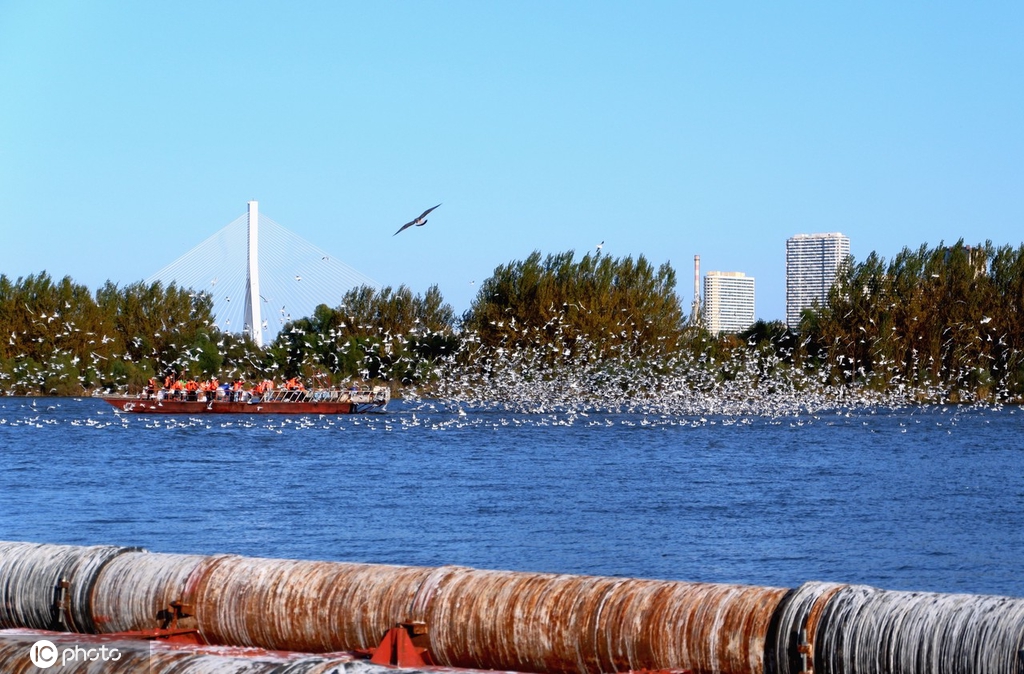 哈尔滨成千上万回迁候鸟飞舞 场面蔚为壮观