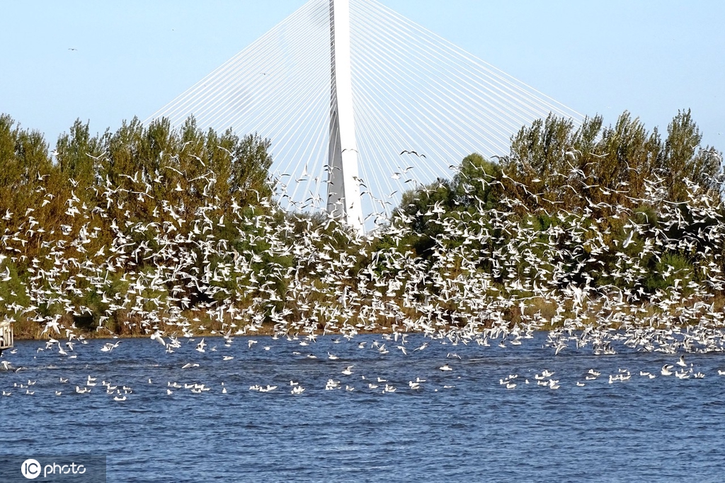 哈尔滨成千上万回迁候鸟飞舞 场面蔚为壮观